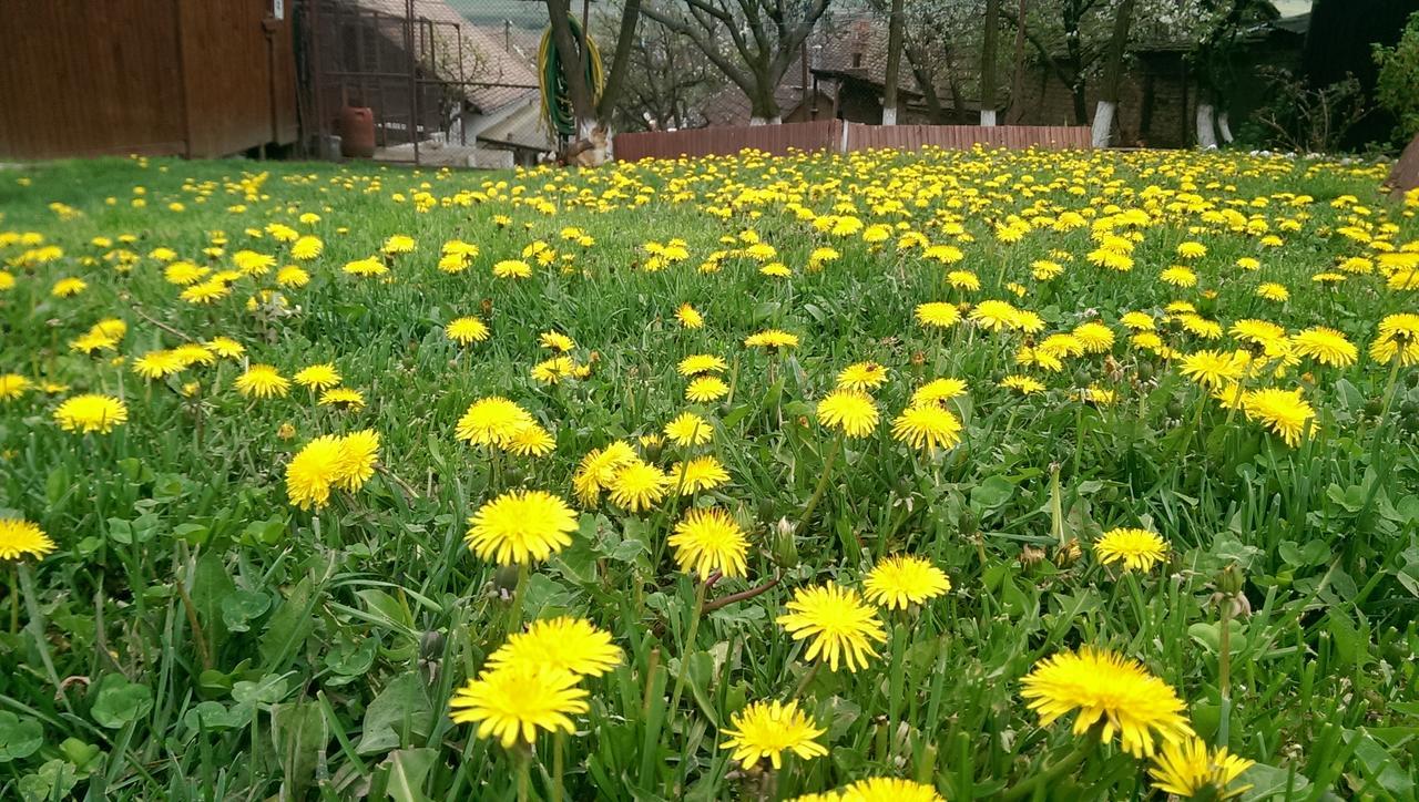 Pension Bassen Bazna Dış mekan fotoğraf